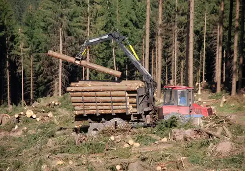 forest